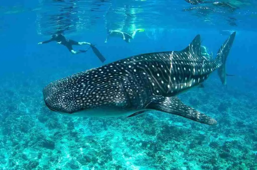 Red Sea Whale Shark Season: Diving with Giants