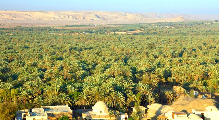 Bahariya Oasis: White & Black Desert wonders