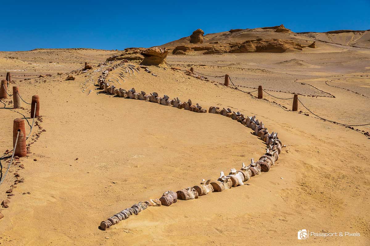 Wadi El Hitan: A Journey Through 40 Million Years