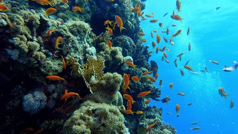 Best Coral Reefs in Egypt: Top Red Sea Diving & Snorkeling Spots